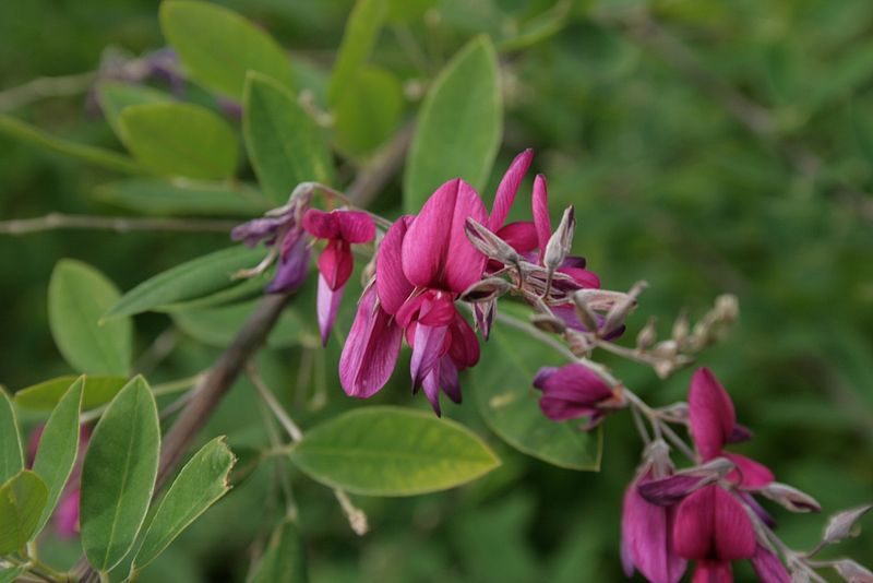 Lespedeza-thunbergii-flowers