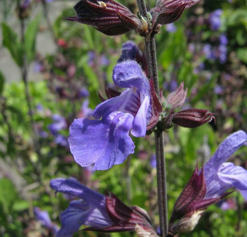 mini_Salvia-officinalis-flower